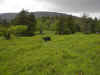 MtRogersBackpack5-30-03 008.jpg (682006 bytes)